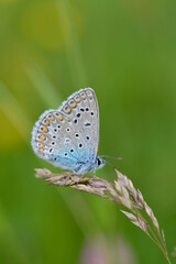 Plakat Common Blue small butterfly close up in nature