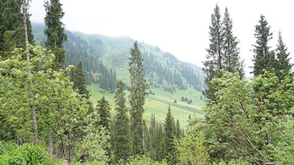 A heavy fog covered the forest. Green trees, grass, if everything is in the clouds. Mountainous terrain, nothing to see. A light wind stirs the branches and grass. Mystical place, dark. Chimbulak.