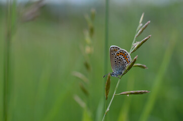 Lycaenidae butterfly in nature on a plant close up