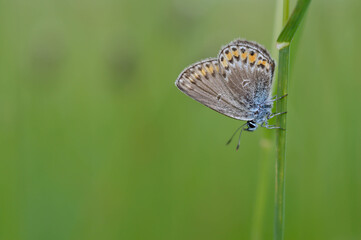 Lycaenidae butterfly in nature on a plant close up