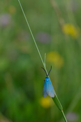 Small blue moth in nature on a plant close up
