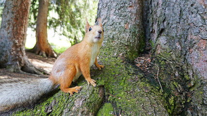 Naklejka na ściany i meble A red squirrel with a bushy tail nibbles a nut. I look at the camera. Forest environment. Green moss on trees. The squirrel tries to grab the camera. Funny forest animal.