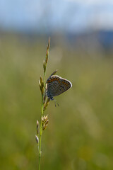 Common Blue small butterfly close up in nature