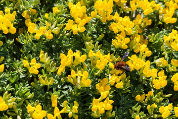 Orange bee on the top of a field full of yellow flowers, in Menorca, Balearic Islands, Spain