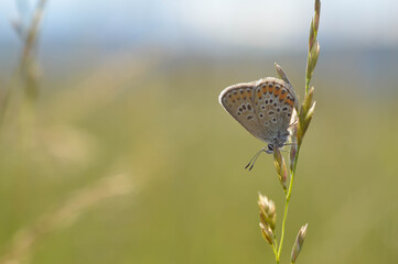 Common Blue small butterfly close up in nature