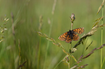 Boloria dia, Weaver's Fritillary butterly close up in nature