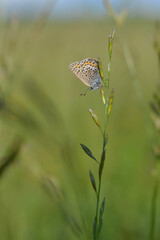Common Blue small butterfly close up in nature