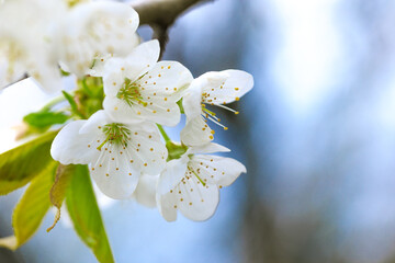 spring flowering fruit trees - Image