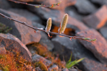 Blooming willow in the tundra in the Arctic. Willow sprouts, twigs, buds and catkins (inflorescences). Beautiful lighting during bright polar nights in early June. The nature of the polar region.