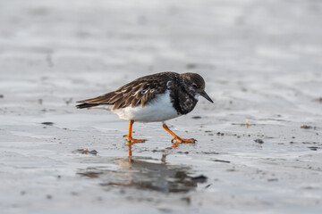 an oystercatcher looking for food