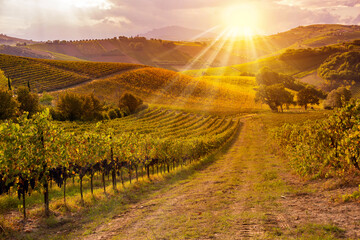 Vineyards and winery in autumn lit by sun