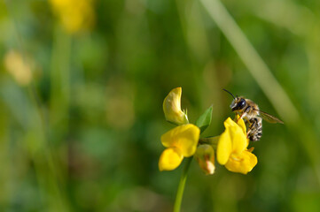 Bee on a yellow wildflower in nature close up macro