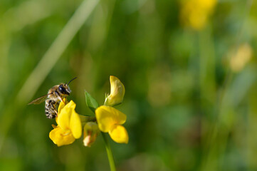 Bee on a yellow wildflower in nature close up macro