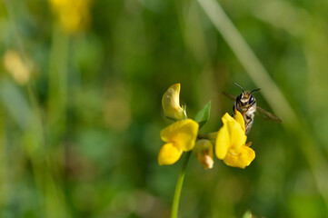 Bee on a yellow wildflower in nature close up macro