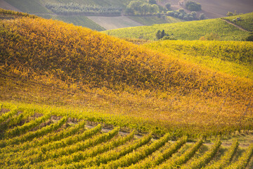 Vineyards and winery in autumn lit by sun