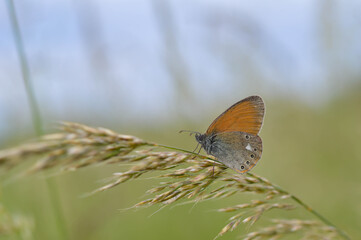 Chestnut heath butterfly in nature close up, macro