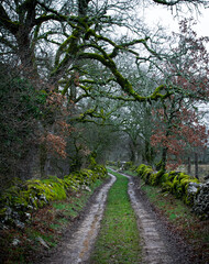 chemin de campagne bordé de pierre 