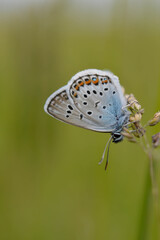 Common Blue small butterfly close up in nature