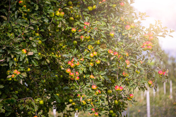 Fototapeta na wymiar Apple tree in garden with fresh ripe apples