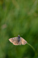 Skipper butterfly in nature on a plant, tiny brown butterfly in natural environment. Small brown...