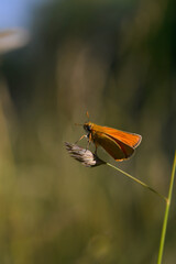 Small skipper butterfly, copper moth on a plant macro
