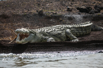 Nile Crocodile resting on the banks of Lake Chamo in Lake Chamo National Park, South Etiophia.