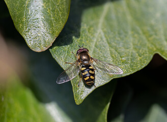 Hoverfly Eupeodes luginer on Ivy Leaf