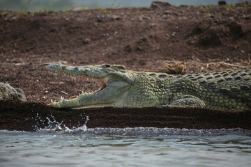 Nile Crocodile resting on the banks of Lake Chamo in Lake Chamo National Park, South Etiophia.