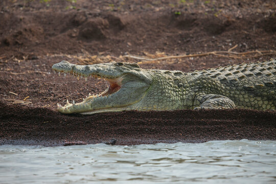 Nile Crocodile resting on the banks of Lake Chamo in Lake Chamo National Park, South Etiophia.