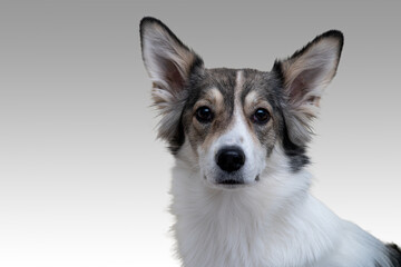 Close-up portrait dog on a gray background selective focus
