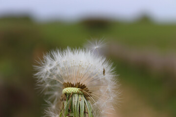 Dandelion in a green grass