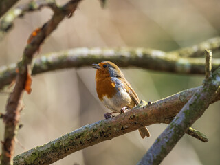 Robin Perched on a Branch singing