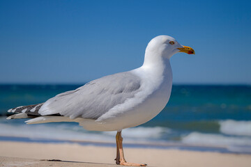 Möwe Ostseebad Kühlungsborn