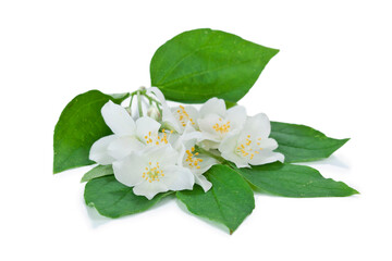 Mock-orange (Philadelphus) flowers with leaves isolated on a white background.