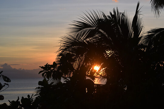 sunset in the palm