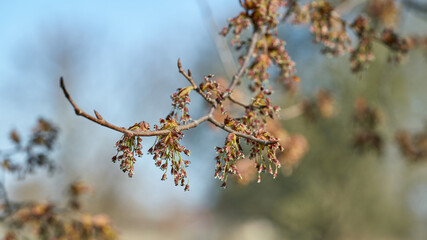 Blüte einer Flatterulme (Ulmus laevis) im Herrenkrugpark bei Magdeburg im Frühling