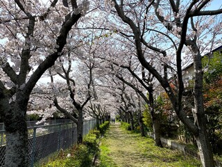 毎日の散歩道、春は桜のトンネルに変わる
