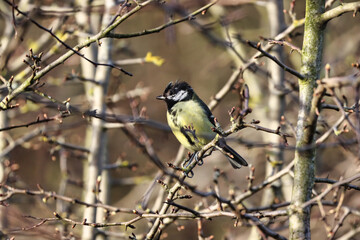 Great Tit perched on a Thorny Twig at Springtime. 