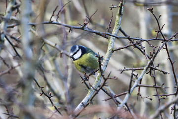 Blue Tit perched on a Thorny Twig at Springtime. 