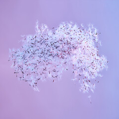 Isolated cloud of dandelion seeds in the air on light neon background