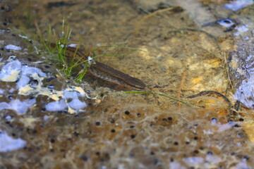 A Smooth Newt  in a Forest Pond at Springtime.