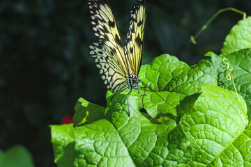 White monarch butterfly  on Red, green Flower  plant and collecting pollen in Tropical Butterfly Garden in Konya Turkey.
