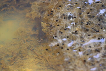 A Smooth Newt  in a Forest Pond at Springtime.