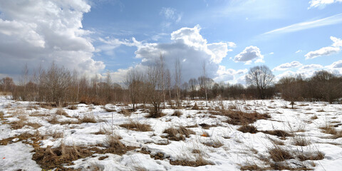 Spring walk through the forest, beautiful panorama.
