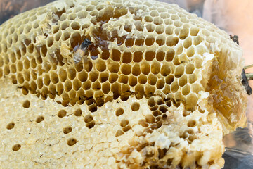 The bees are working to build their nests with beautiful nests.