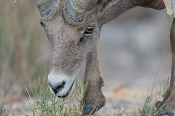 Closeup shot of desert bighorn sheep eat grass