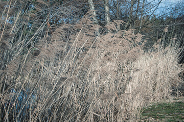 Fototapeta na wymiar Riedgras am Rande eines Teichs