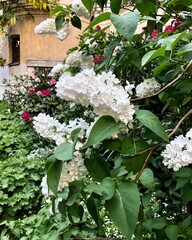white flowers in a garden