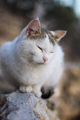 white cat on the seashore.