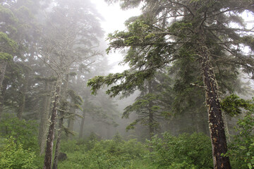 Beautiful forest in autumn. Pristine nature